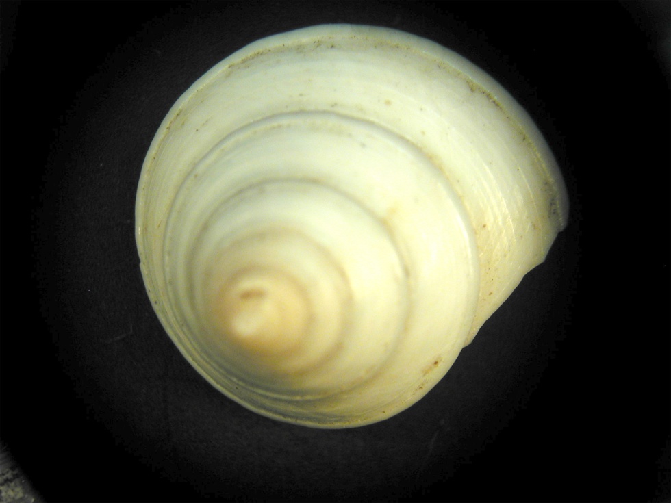 Calliostoma conolum viola & Raphitoma bicolor